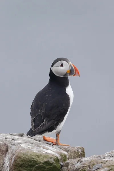 Puffin, Fratercula arctica — Fotografia de Stock