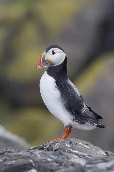 Puffin, Fratercula arctica — Fotografia de Stock