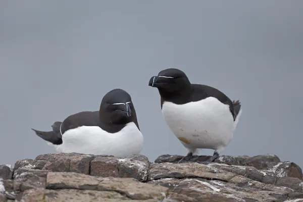 Razorbill, Alca torda — Stock Fotó