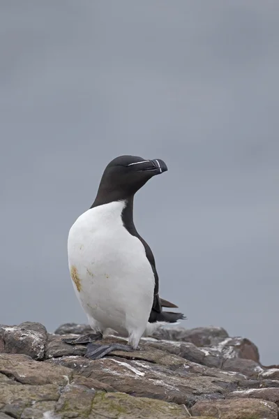 Razorbill, Alca torda — Stock Fotó