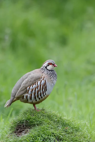 Red-legged partridge, Alectoris rufa — Stock Photo, Image