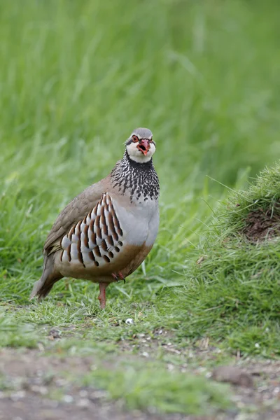 Red-legged partridge, Alectoris rufa — Stock Photo, Image