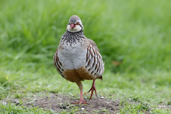 Red-legged partridge, Alectoris rufa — Stock Photo, Image