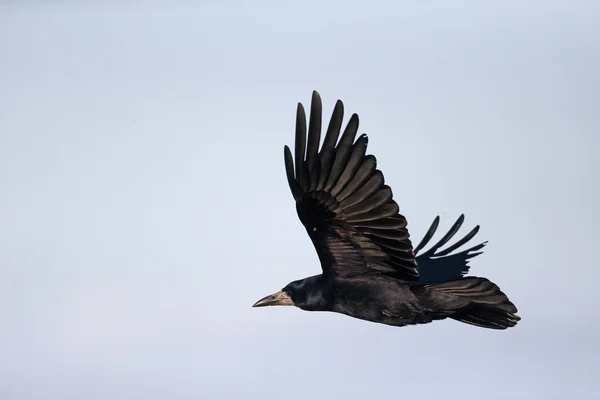 Rook, Corvus frugilegus — Stock Photo, Image