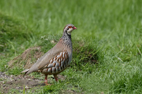 Red-legged partridge, Alectoris rufa — Stock Photo, Image