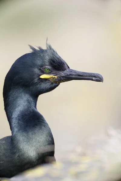 Cormorán moñudo, phalacrocorax aristatelis — Foto de Stock