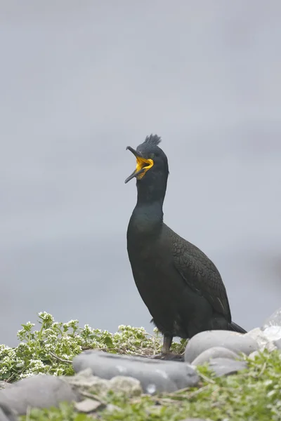 Trepada, Phalacrocorax aristatelis — Fotografia de Stock