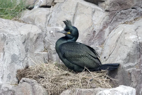 僧舍，phalacrocorax aristatelis — 图库照片