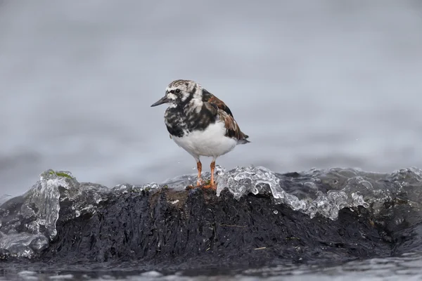 Roskarl arenaria interpres — Stockfoto