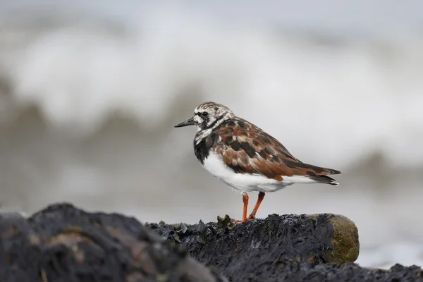 Roskarl arenaria interpres — Stockfoto