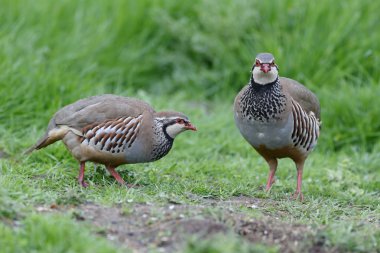 Red-legged partridge, Alectoris rufa clipart