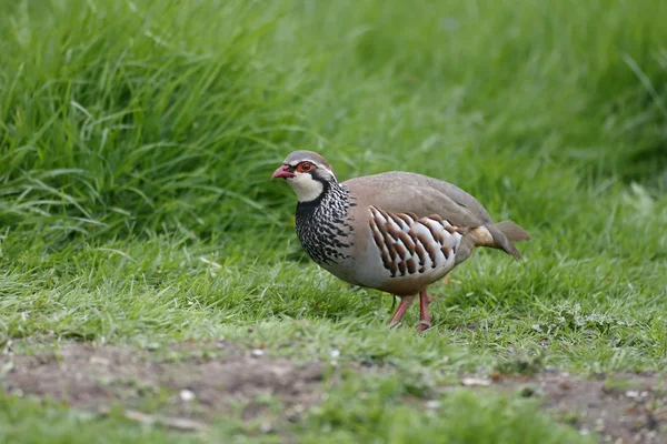 Red-legged partridge, Alectoris rufa — Stock Photo, Image