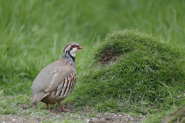 Red-legged partridge, Alectoris rufa — Stock Photo, Image