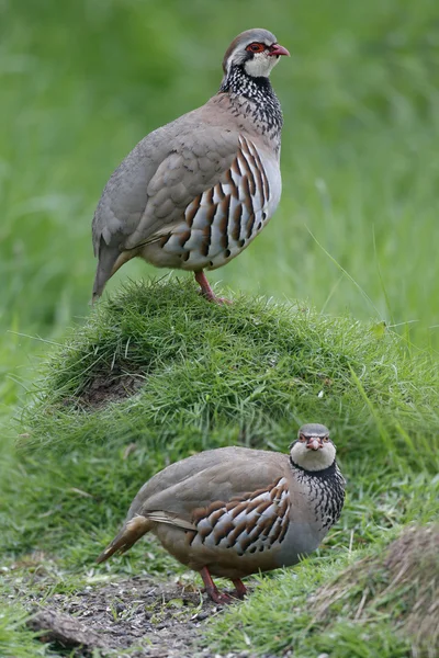 Red-legged partridge, Alectoris rufa — Stock Photo, Image