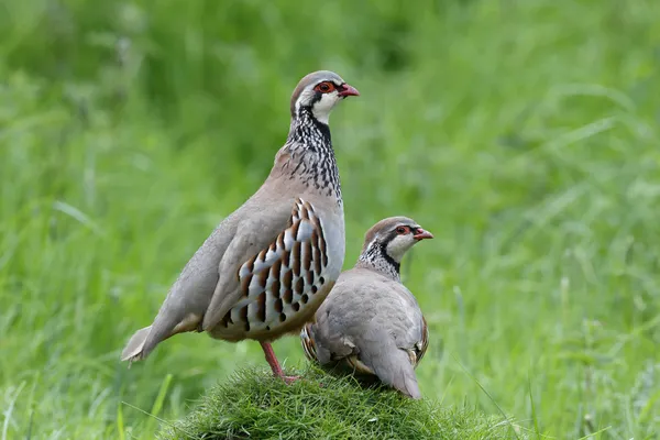 Red-legged partridge, Alectoris rufa — Stock Photo, Image