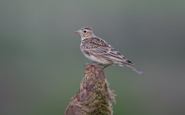 Skylark, Alauda arvensis