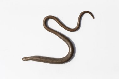 yavaş solucan, anguis fragilis