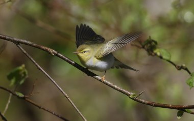 ahşap çıvgın, phylloscopus sibilatrix,