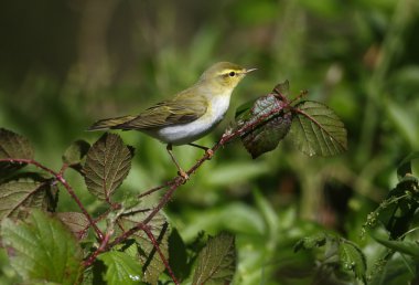 ahşap çıvgın, phylloscopus sibilatrix,