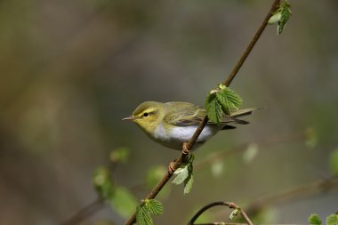 ahşap çıvgın, phylloscopus sibilatrix,