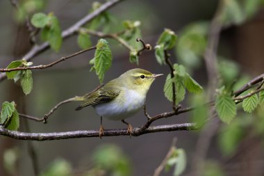 ahşap çıvgın, phylloscopus sibilatrix,