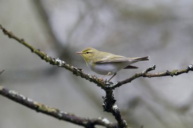 ahşap çıvgın, phylloscopus sibilatrix,