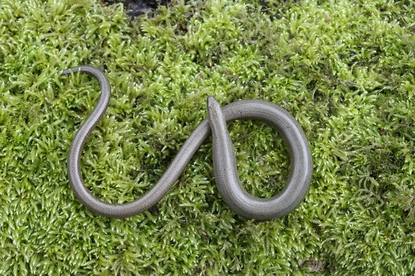 Slow worm, Anguis fragilis — Stock Photo, Image