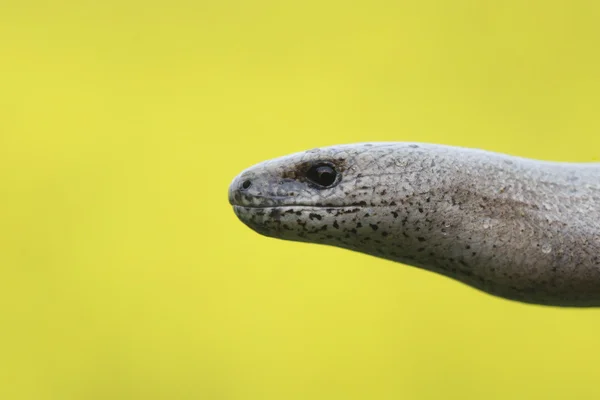 Langzame worm, anguis fragilis — Stockfoto