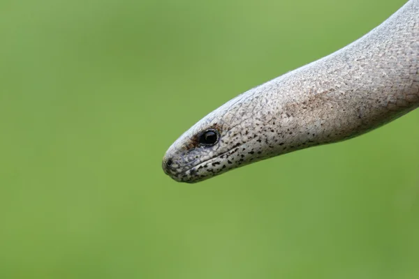 Slow worm, Anguis fragilis — Stock Photo, Image