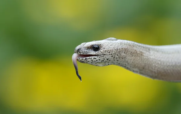 Verme lento, Anguis fragilis — Fotografia de Stock