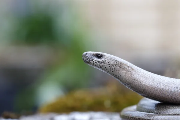 Slow worm, Anguis fragilis — Stock Photo, Image