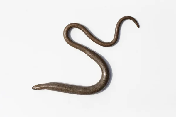 Slow worm, Anguis fragilis — Stock Photo, Image