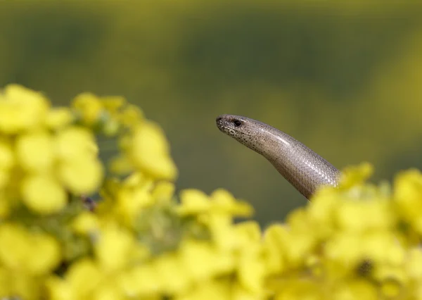 Slow worm, Anguis fragilis — Stock Photo, Image