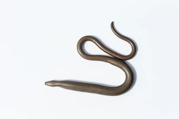 Slow worm, Anguis fragilis — Stock Photo, Image