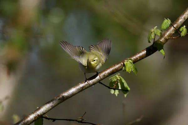 Wood warbler, Phylloscopus sibilatrix, — Stock Photo, Image