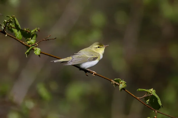 Grönsångare phylloscopus sibilatrix, — Stockfoto