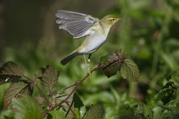 Paruline des bois, Phylloscopus sibilatrix , — Photo