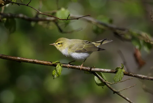 Waldsänger, Phylloscopus sibilatrix, — Stockfoto