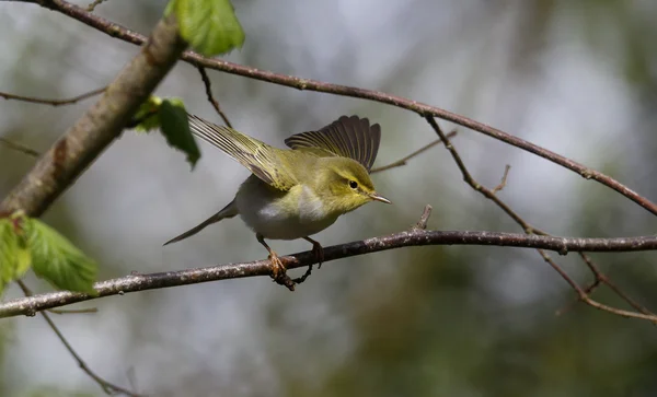 Wood warbler, Phylloscopus sibilatrix, — Stock Photo, Image