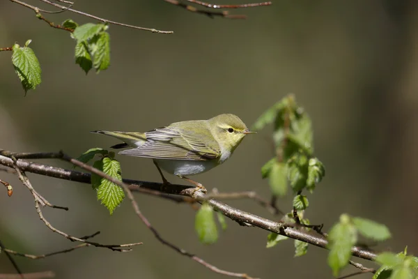 Grönsångare phylloscopus sibilatrix, — Stockfoto