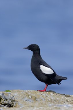siyah guillemot, cepphus grylle