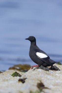 siyah guillemot, cepphus grylle