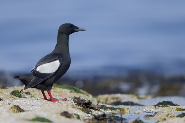 siyah guillemot, cepphus grylle