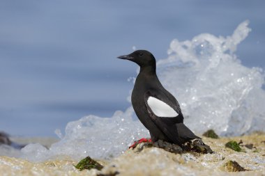 siyah guillemot, cepphus grylle
