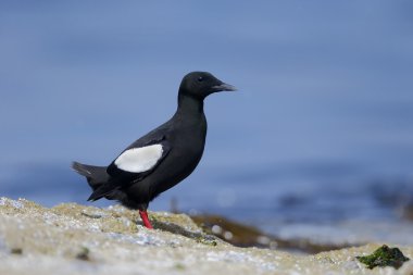 siyah guillemot, cepphus grylle