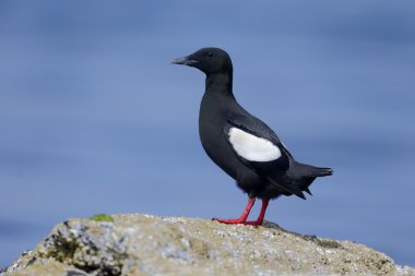siyah guillemot, cepphus grylle