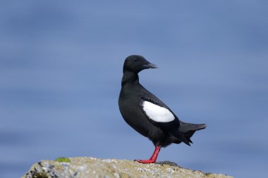 siyah guillemot, cepphus grylle