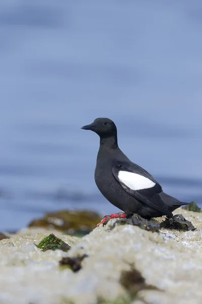 Svart sillgrissla, cepphus grylle — Stockfoto