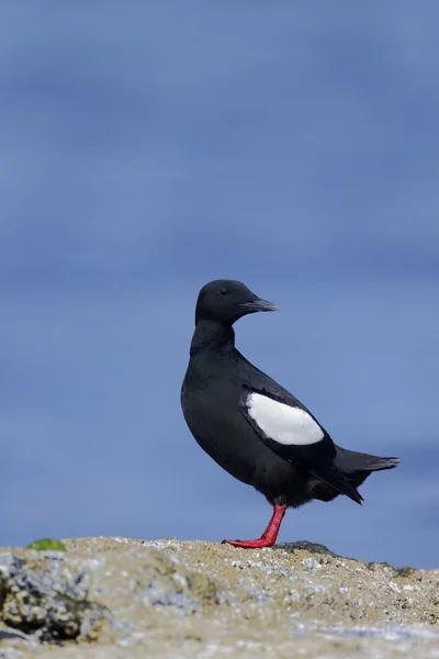 Guillemot negro, Cepphus grylle — Foto de Stock