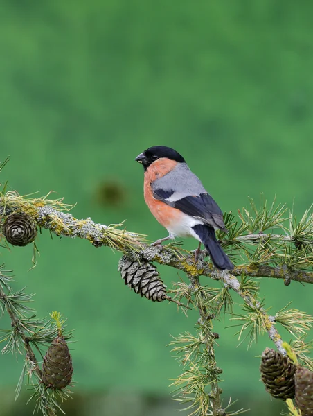 Bullfinch, Pyrrhula pyrrhula — Stock Photo, Image